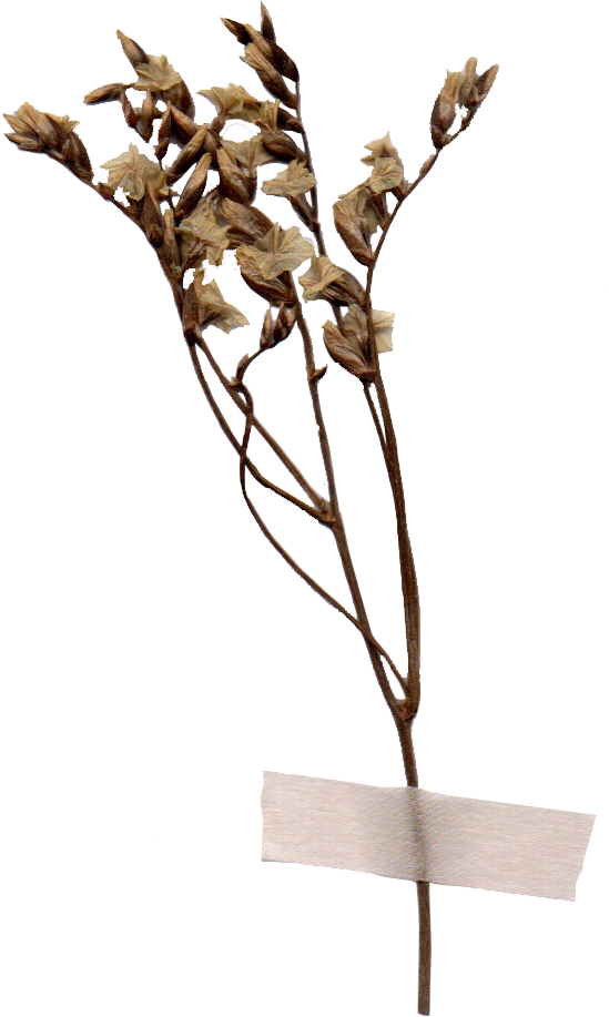 dried_flower01