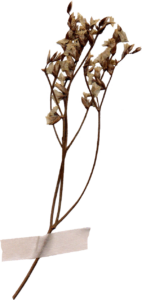 dried_flower03